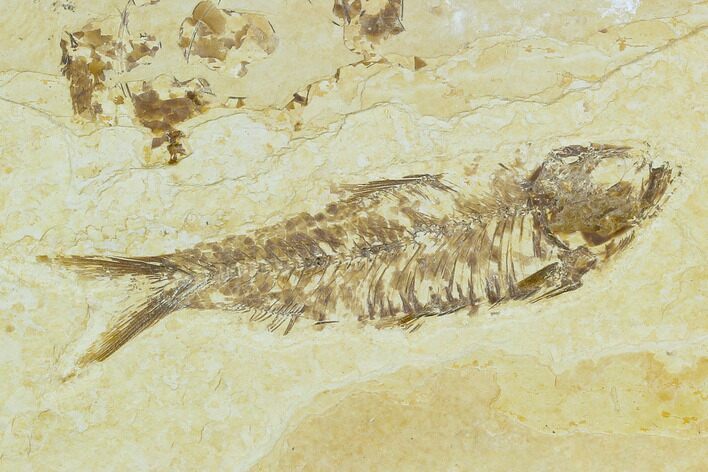Bargain, Fossil Fish (Knightia) - Wyoming #120621